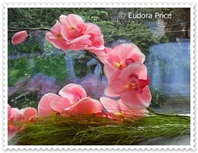 Hochzeitstorten von Eudora
